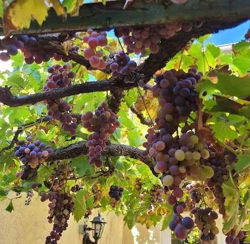 Maison In Vino Nyaraló *